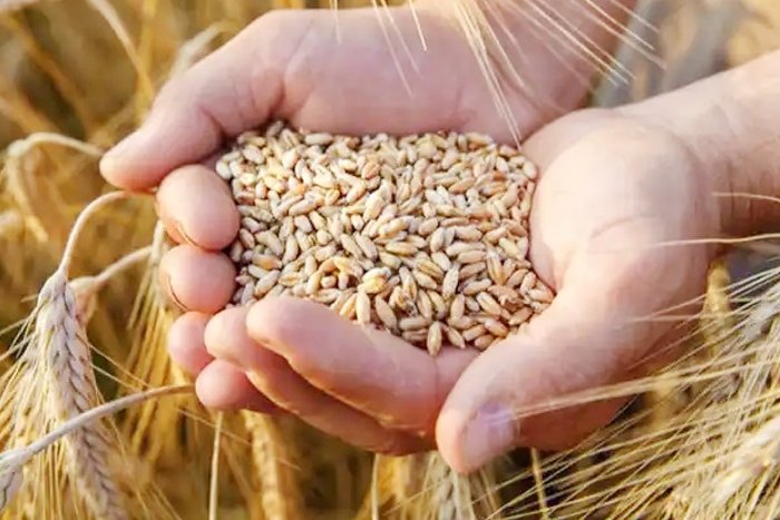 India bans wheat exports amid soaring global prices