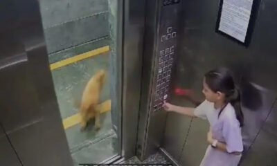 Video: Girl Bitten By Dog In Lift At Noida Apartment