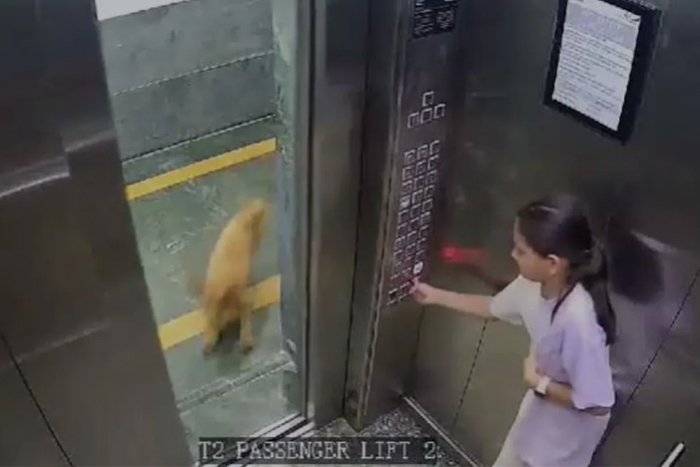Video: Girl Bitten By Dog In Lift At Noida Apartment
